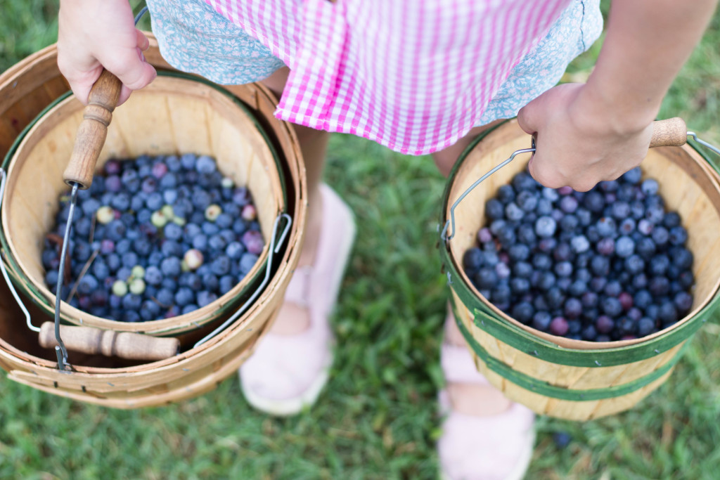 blueberry picking 