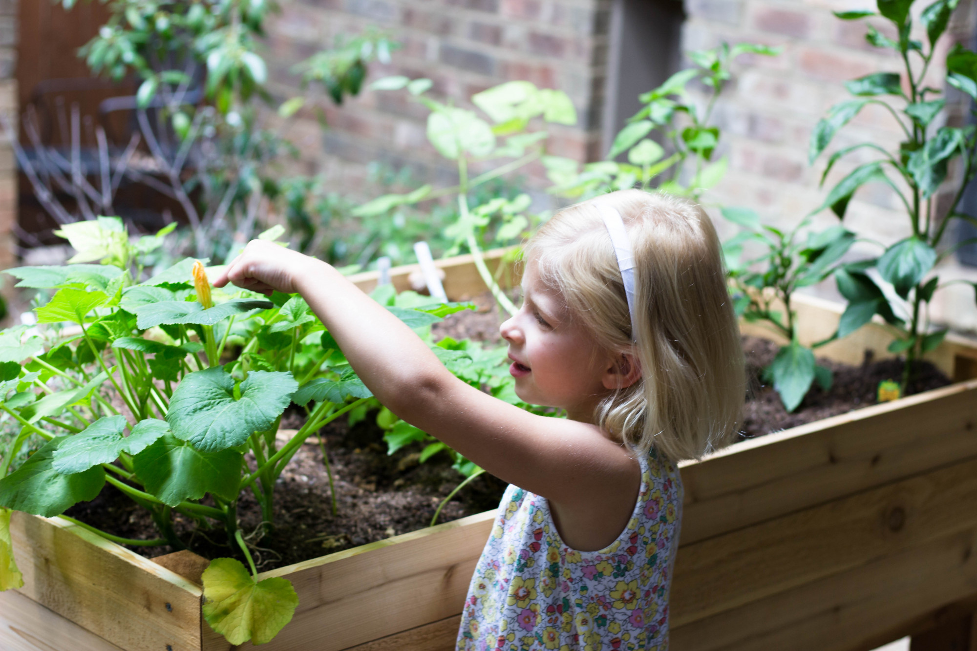 raised vegetable garden